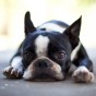 Sad Boston Terrier