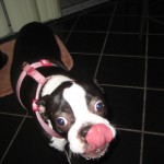 boston terrier lick