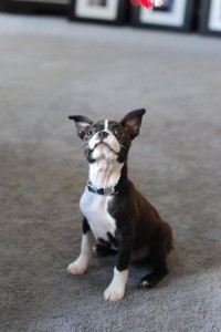 Domino the boston terrier