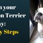 teach-boston-terrier-to-stay