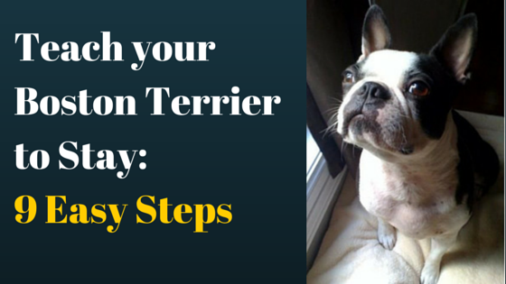 teach-boston-terrier-to-stay