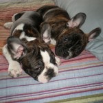 Sleepy frenchies