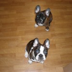Cute french bull dogs!