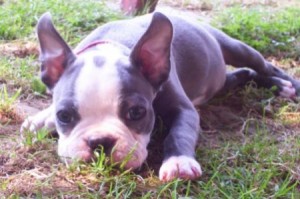 Blue Boston Terrier