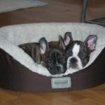 French bull dogs snuggling!