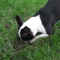 Boston Terrier digging