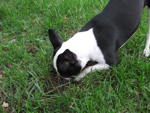 Boston Terrier digging