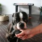 boston terrier handshake