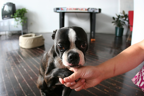 boston terrier handshake
