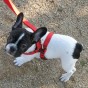 boston terrier with harness