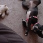 boston terrier playing dead