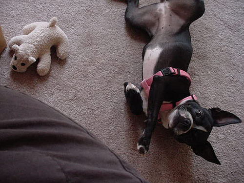 boston terrier playing dead