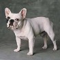 french bull dog