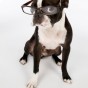 boston terrier with reading glasses