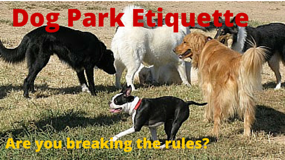 Proper Dog Park Etiquette