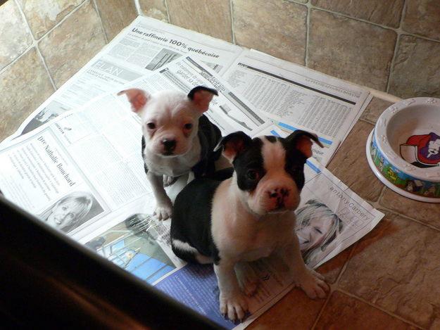 boston terrier with mail