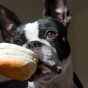 boston terrier biting