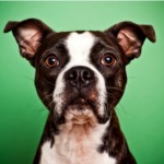 boston terrier