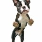 Boston terrier dancing