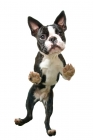 Boston terrier dancing