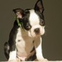 boston terrier bad