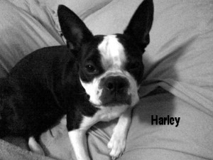 Harley