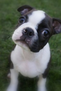 Max, Boston Terrier