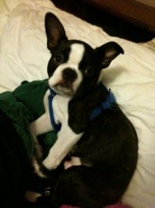 Nigel the Boston terrier