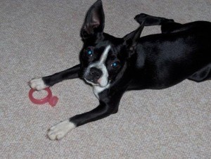 Zoe the Boston Terrier