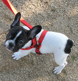 walk your boston terrier