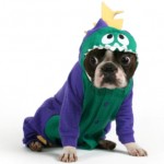 boston-terrier-in-costume