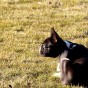 Boston terrier scratching