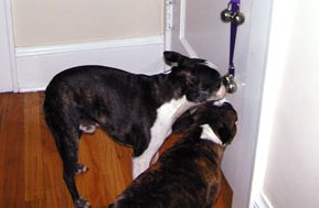 boston terrier ringing bell