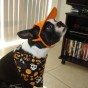 boston-terrier-costume-1