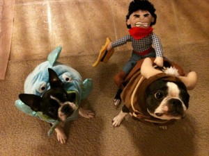 boston-terrier-costume-10
