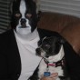 boston-terrier-costume-2