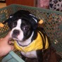 boston-terrier-costume-5