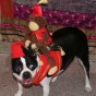 boston-terrier-costume-6