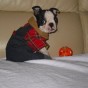 boston-terrier-costume-7