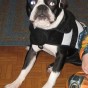 boston-terrier-costume-8