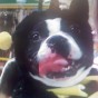 boston-terrier-costume-9