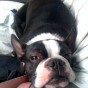 Boston terrier Lucy