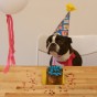 boston terrier birthday cake