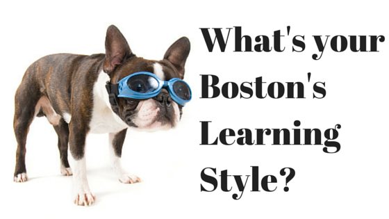 What's yourBoston Terrier'sLearning